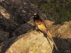 Nectariniidae