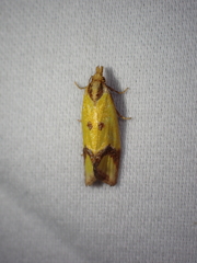 Agapeta zoegana