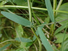 Lathyrus palustris