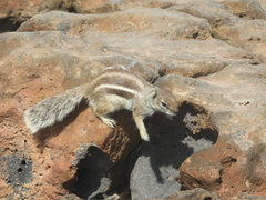 Atlantoxerus getulus