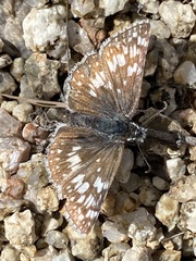 Burnsius communis