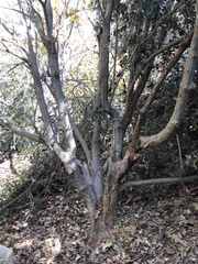 Acer negundo