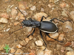 Anthia circumscripta