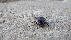 Jadera haematoloma