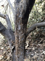 Acer negundo