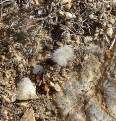 Dasymutilla gloriosa