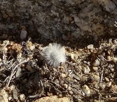 Dasymutilla gloriosa