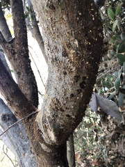 Acer negundo