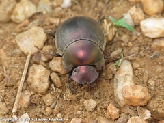 Chalconotus convexus