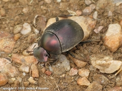 Chalconotus convexus