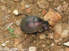 Chalconotus convexus
