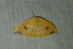 Tridrepana lunulata