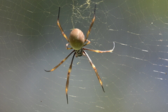 Trichonephila plumipes