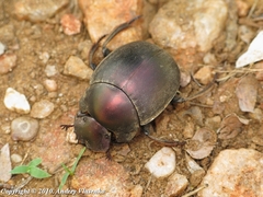 Chalconotus convexus