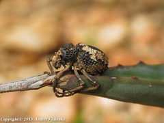 Brachycerus