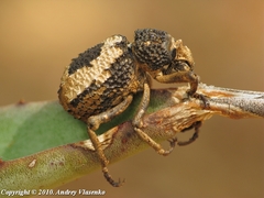Brachycerus