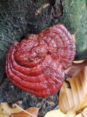 Ganoderma lucidum