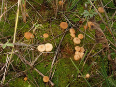 Galerina graminea