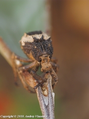 Brachycerus