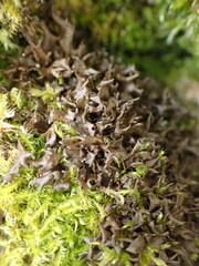Scytinium palmatum