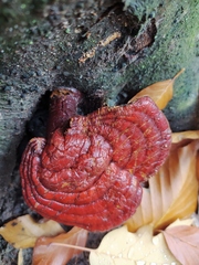 Ganoderma lucidum