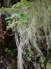 Usnea longissima