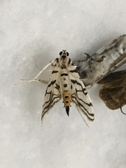 Conchylodes ovulalis