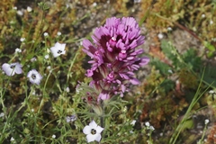 Castilleja exserta exserta