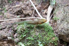 Anolis luciae