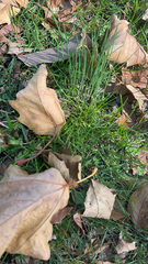 Allium vineale
