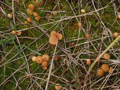 Galerina graminea