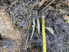 Anolis equestris