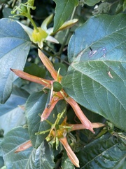 Passiflora herbertiana