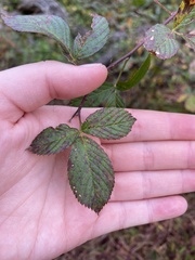 Rubus argutus