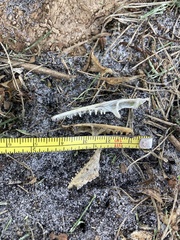 Anolis equestris