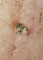 Messageria scalarioides