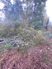 Rubus argutus