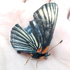 Chlosyne ehrenbergii