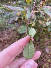 Rubus argutus