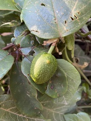Passiflora herbertiana