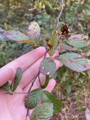 Rubus argutus