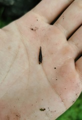 Bathyptychia shennong