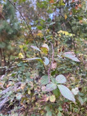 Rubus argutus