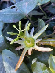 Passiflora herbertiana