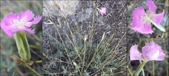 Dianthus lusitanus