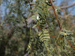 Prosopis velutina