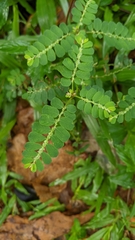 Phyllanthus leucanthus