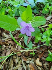 Ruellia ciliatiflora