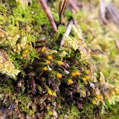 Grimmiaceae