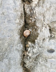 Laeocathaica filippina